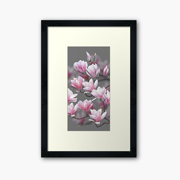 Pink Magnolia Blossom Framed Art Print
