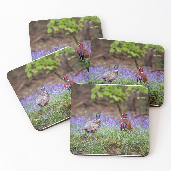 Item preview, Common Pheasants in Springtime designed and sold by Steve Liptrot Photography.