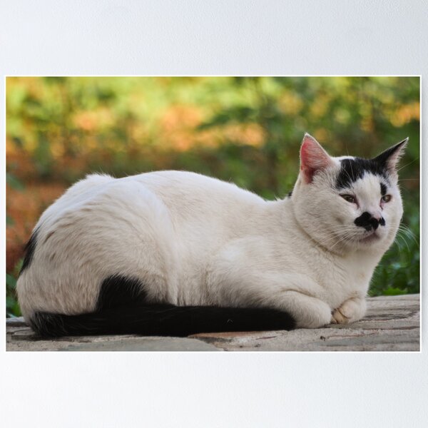 Item preview, El malvado plan de los gatos. designed and sold by Bagius.