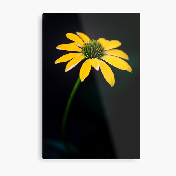 Yellow Cone Flower on a dark background Metal Print