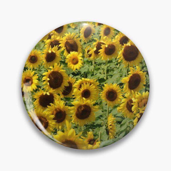 Item preview, Sunflower Panoramic Photo designed and sold by Sharon Schwalbe.