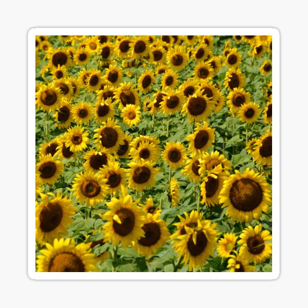 Item preview, Sunflower Panoramic Photo designed and sold by Sharon Schwalbe.