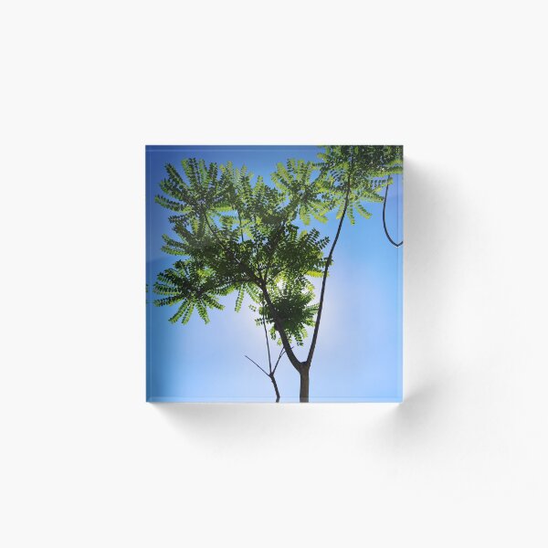 Tree of Life Acrylic Block