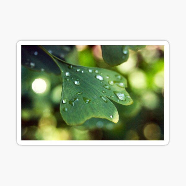 Maidenhair Sticker