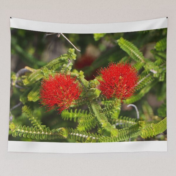 Item preview, Kalbarri Beaufortia flowers, Western Australia, Australia designed and sold by FranWest.
