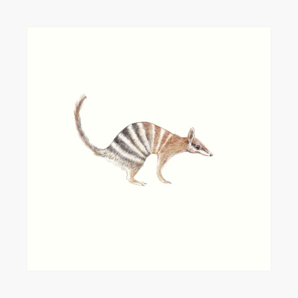 Numbat - pencil illustration Art Print