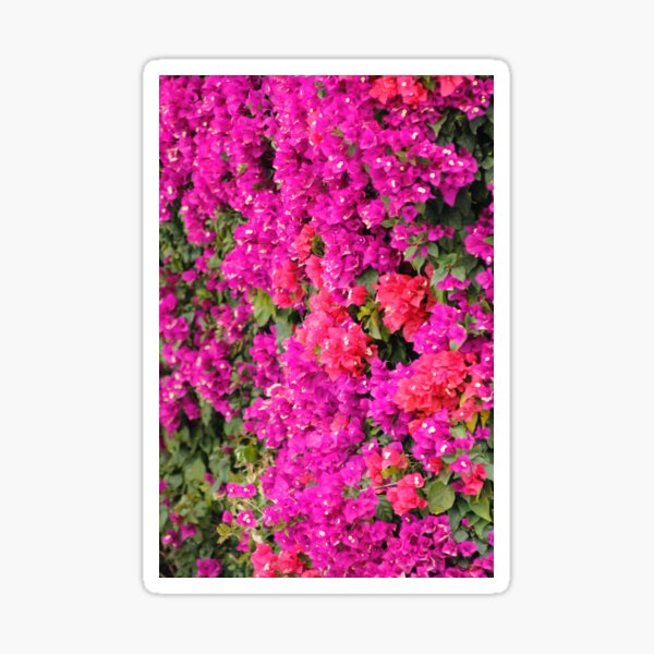 Bougainvillea flowers Sticker
