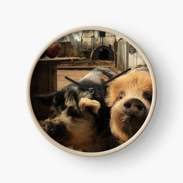 Vauxhall City Farm - Pigs (Jenny & Edward) Clock