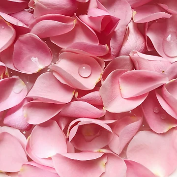 Artwork thumbnail, Pink Roses by ThePrintCrafty