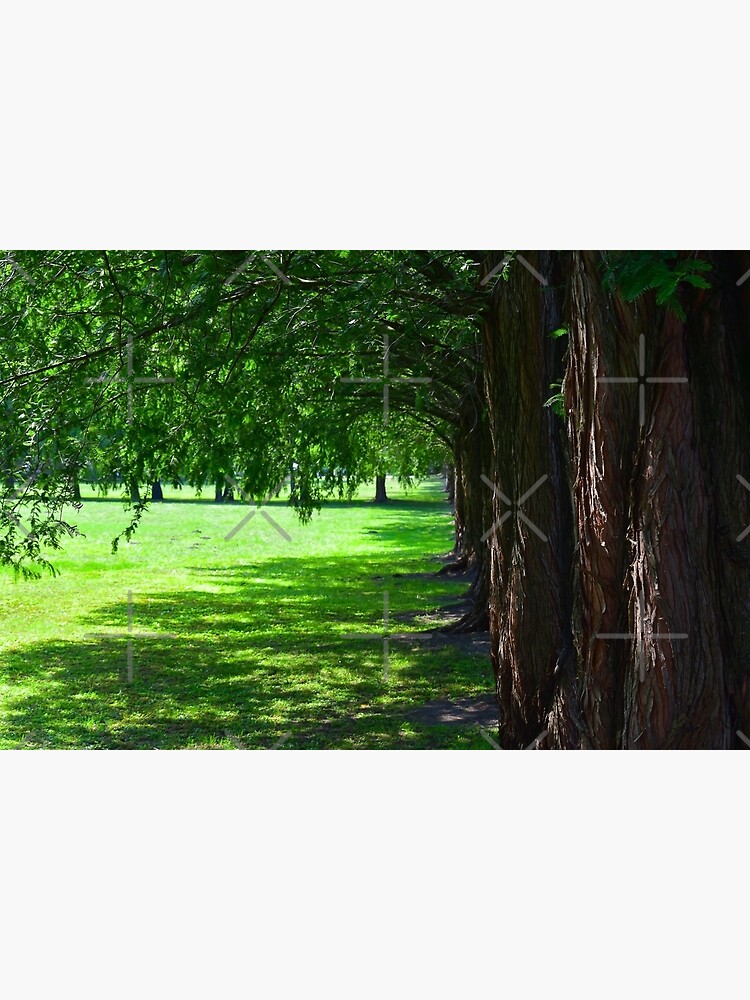 "Green grassy park with trees" Photographic Print by TimiPhoto Redbubble