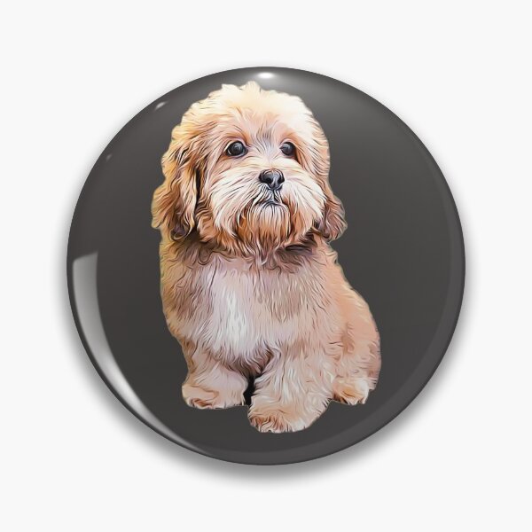 Artikelvorschau, Shihpoo Shipoo Doodle Pudel Cutie Pie! entworfen und verkauft von ElegantCat.