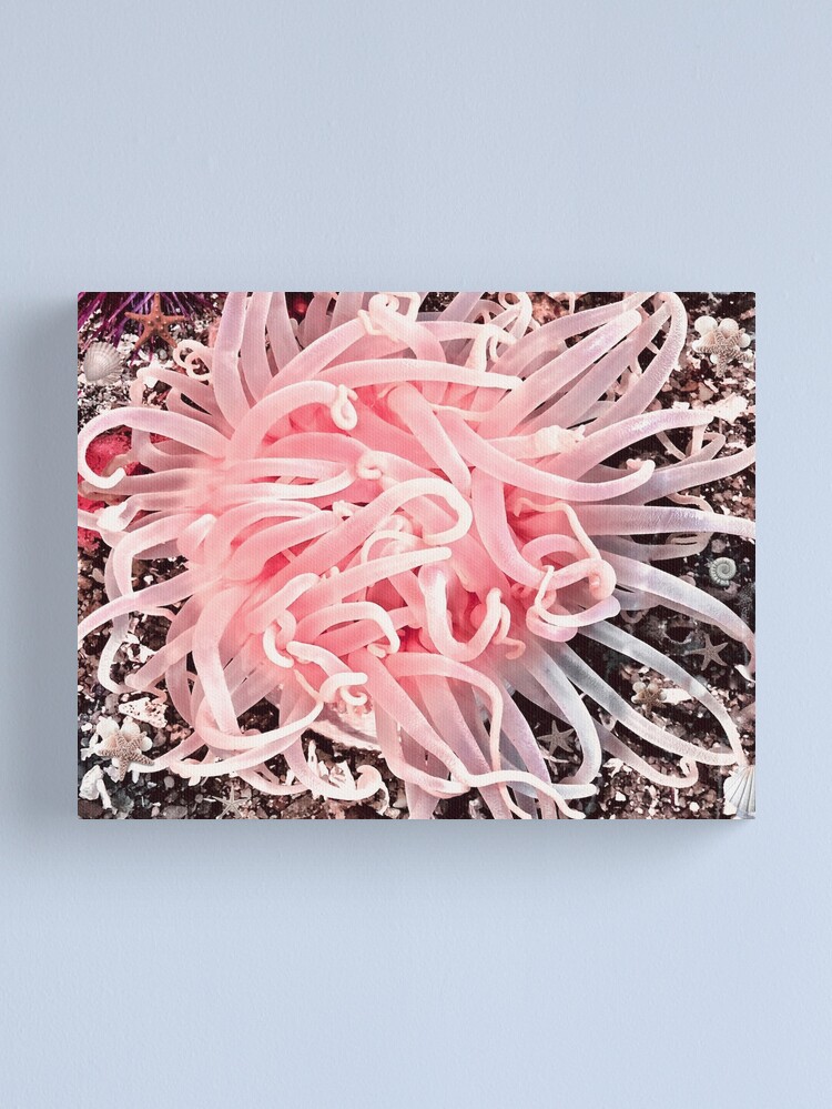 Alternate view of Alaska Low Tide Anemone Flower Canvas Print