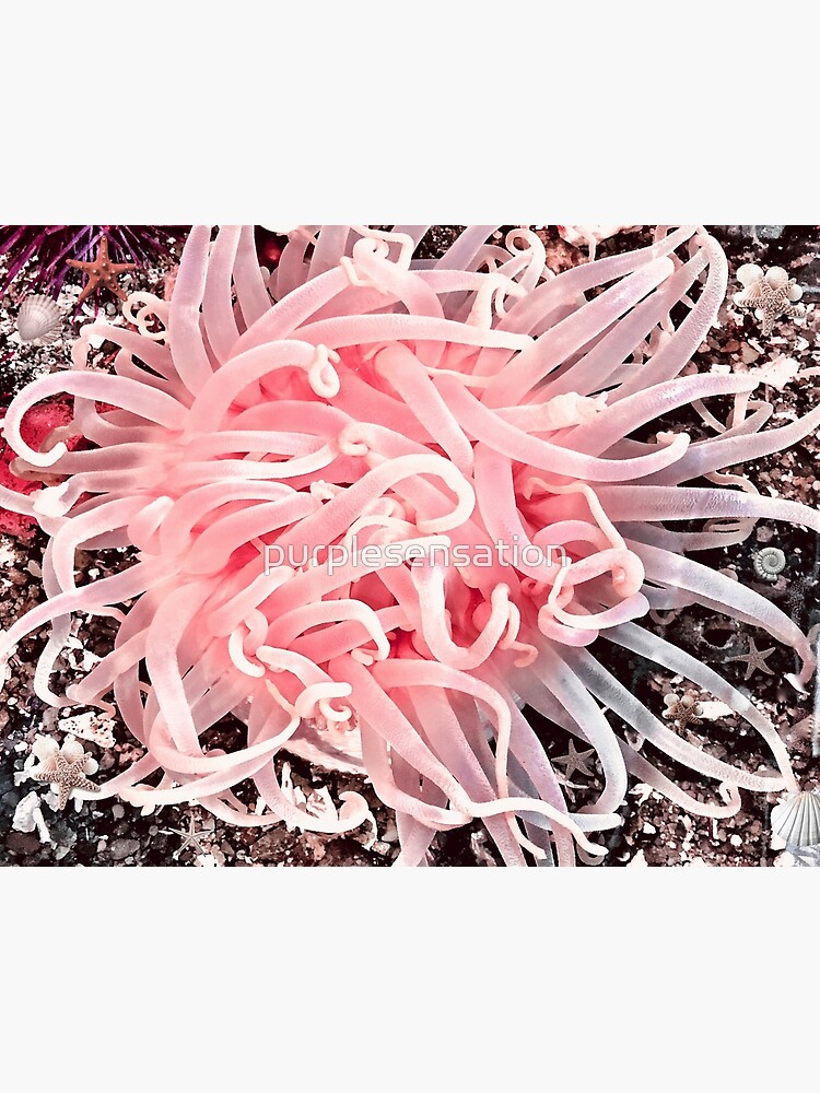 Alaska Low Tide Anemone Flower by purplesensation