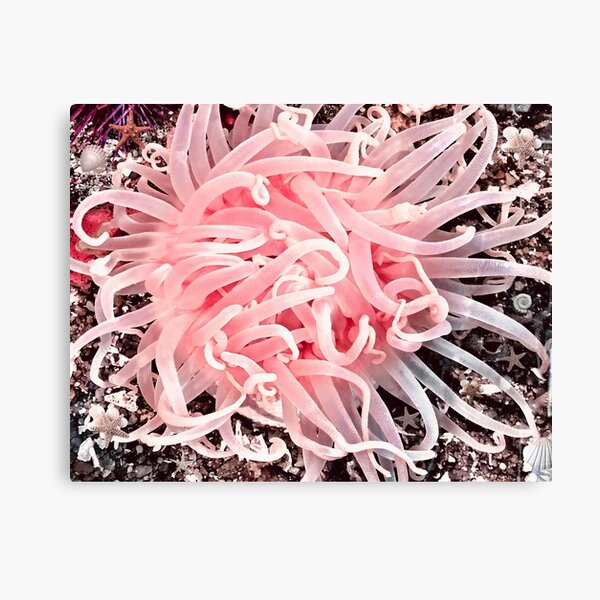 Alaska Low Tide Anemone Flower Canvas Print