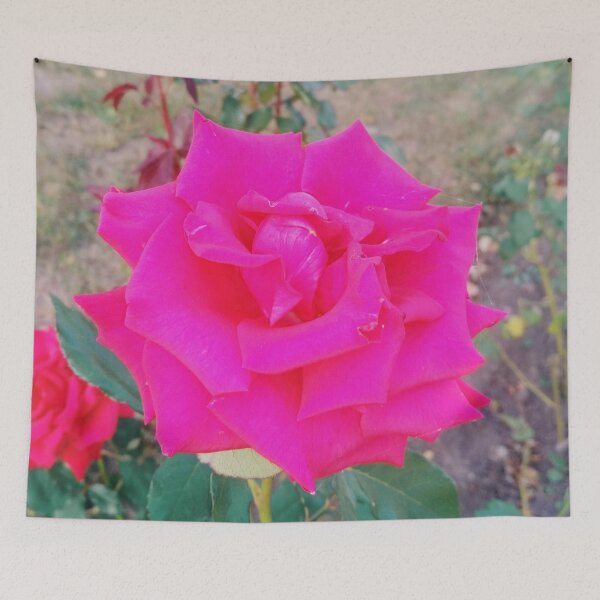 Item preview, Beautiful red rose, natural background designed and sold by helenkaiy.