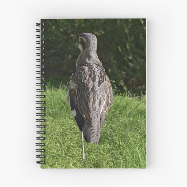 Item preview, Beautiful photo of a bush stone-curlew designed and sold by hendrikspix.