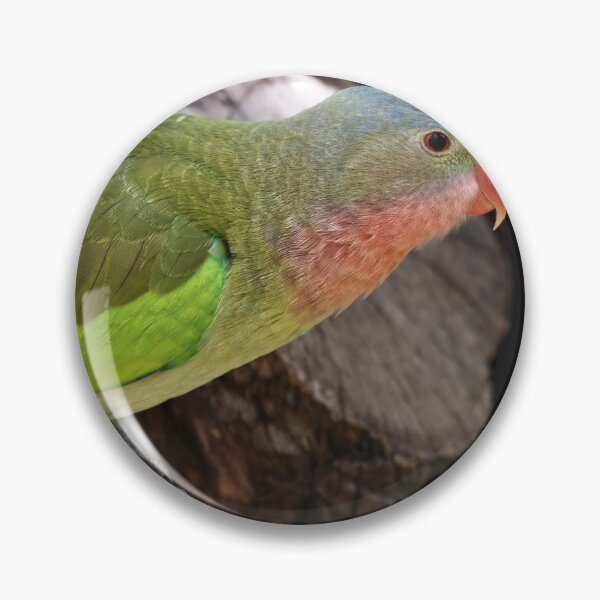 Item preview, Detailed photo of a princess parrot in a tree designed and sold by hendrikspix.