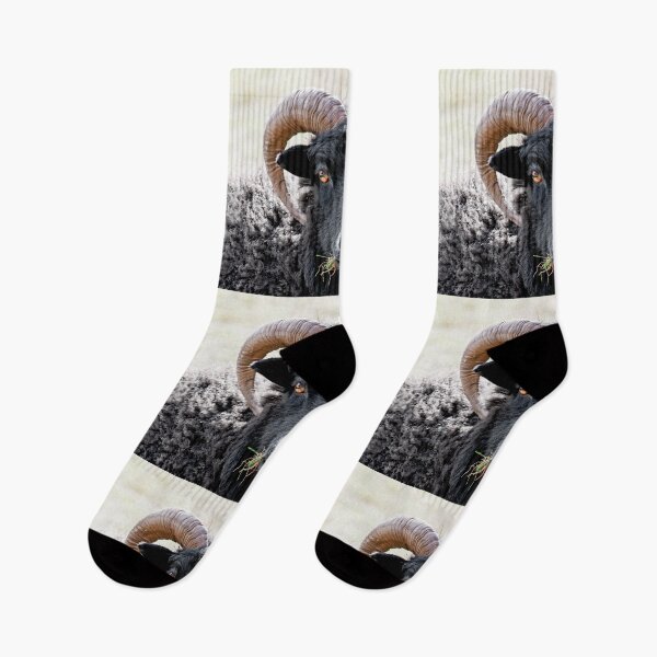 Item preview, Black Sheep "Eye to Eye Contact"  Hebridean Sheep designed and sold by mhfore.