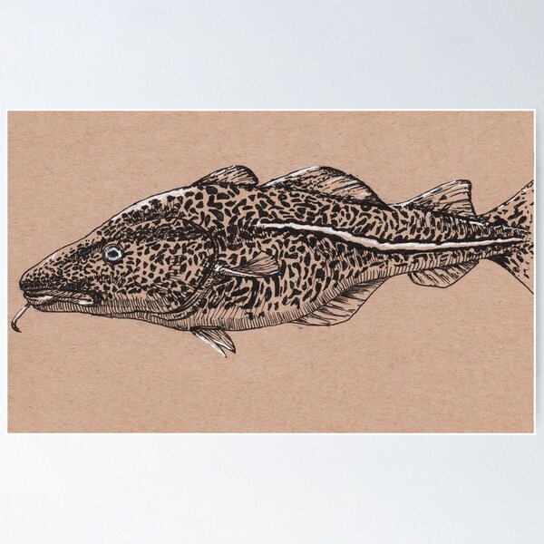 North Atlantic Cod Poster