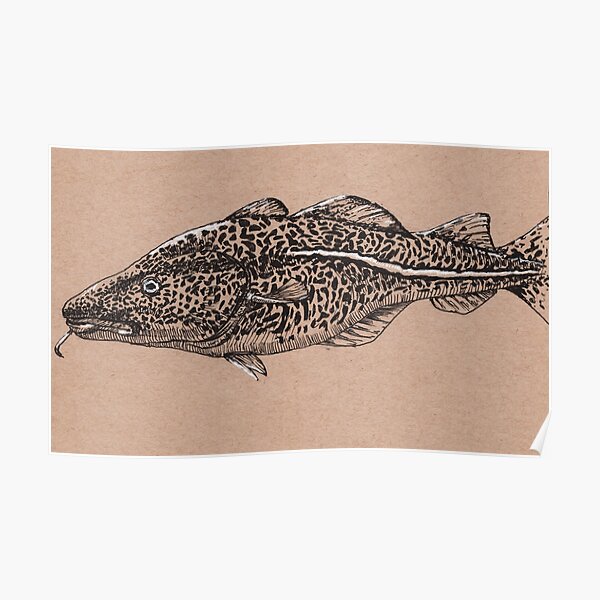 North Atlantic Cod Poster