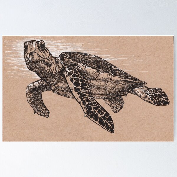 Hawksbill Turtle Poster
