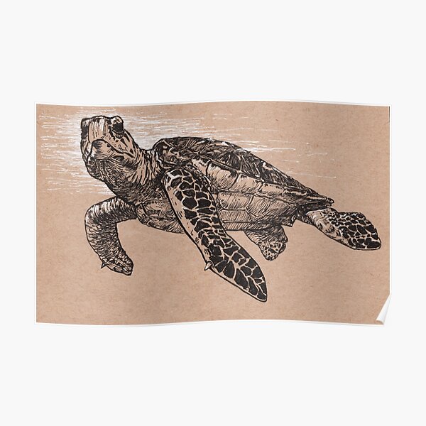 Hawksbill Turtle Poster