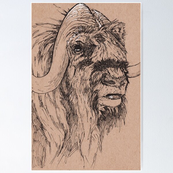 Musk Ox Poster