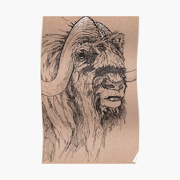 Musk Ox Poster