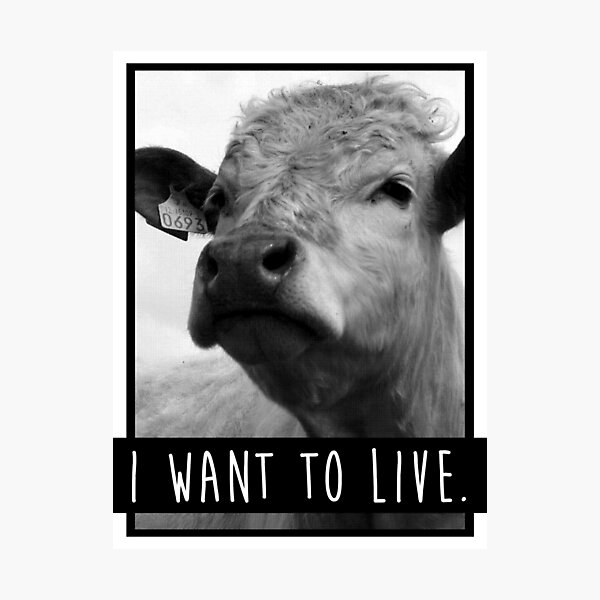 I Want To Live (Cow) Photographic Print