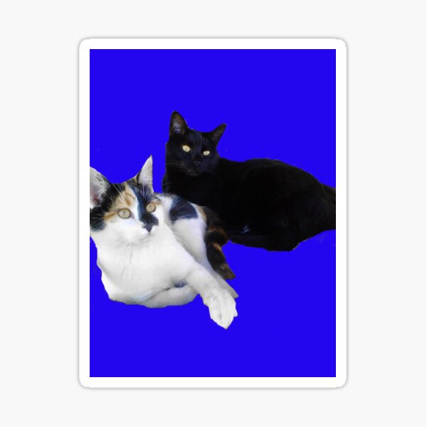2 kitties on blue Sticker