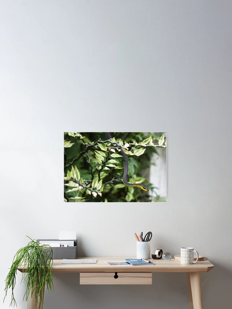 Thumbnail 2 of 3, Poster, Common Tree Snake designed and sold by ScarySherys.