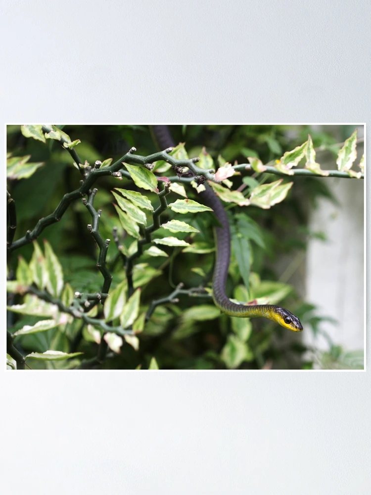 Thumbnail 1 of 3, Poster, Common Tree Snake designed and sold by ScarySherys.