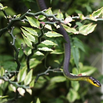 Artwork thumbnail, Common Tree Snake by ScarySherys