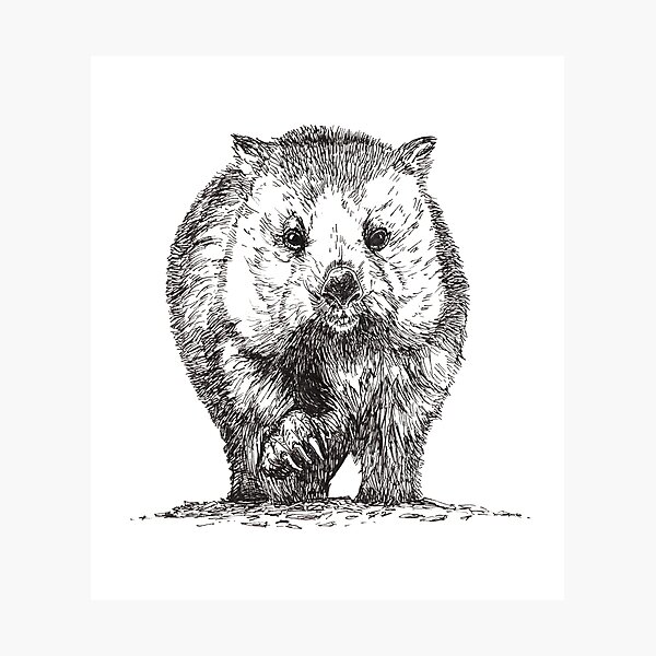 Wombat Photographic Print