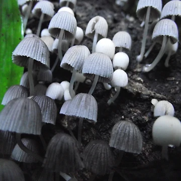 Artwork thumbnail, Fairy Inkcap by ScarySherys