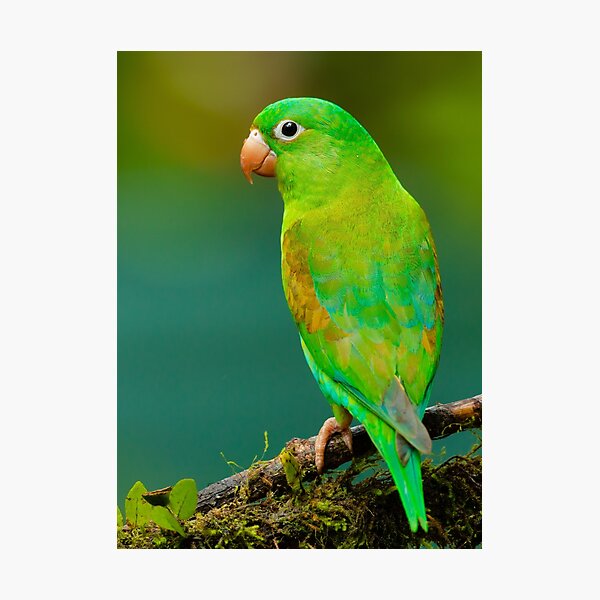 Item preview, Green Tropical Parrot Bird designed and sold by Alladin7.