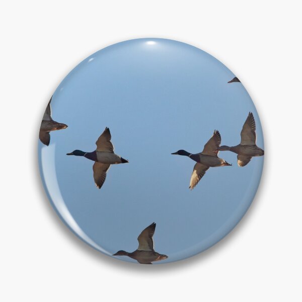 Item preview, Let's stick together. Mallards designed and sold by Jouko Lehto Photography.