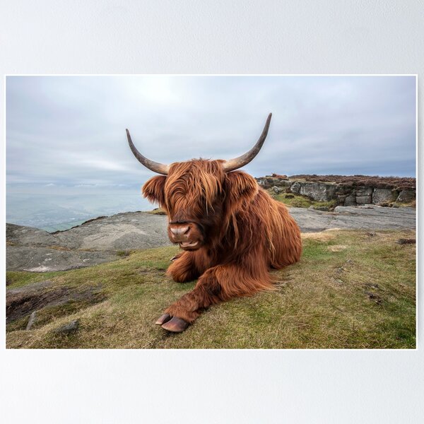 Portrait Of A Highland Cow By Dorit Fuhg Unframed Wall Canvas