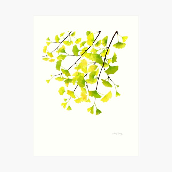 Ginkgo Branches Watercolor Art Print