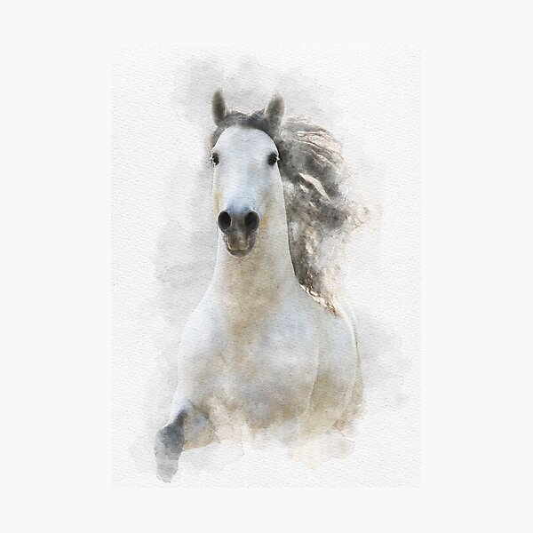 weisses Andalusier Pferd in Wasserfarben Fotodruck