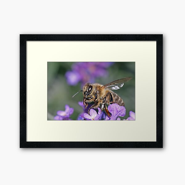 Diligent Framed Art Print