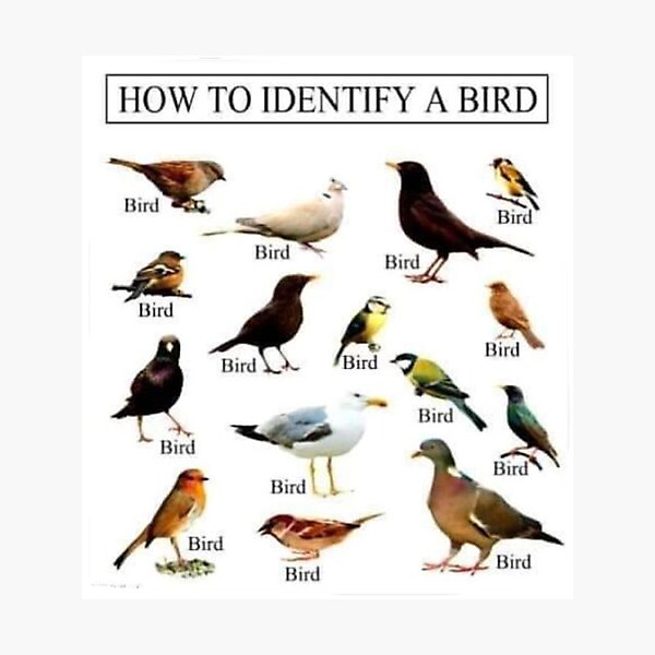 How To Identify A Bird Photographic Print