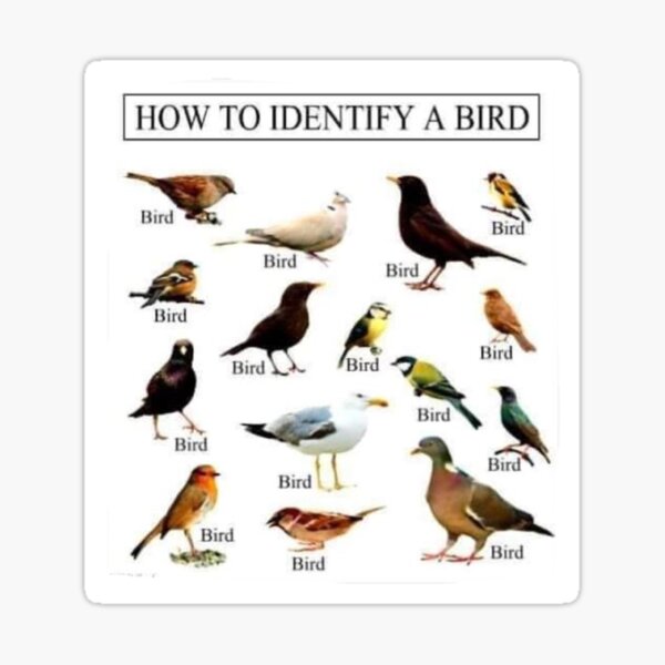 How To Identify A Bird Sticker