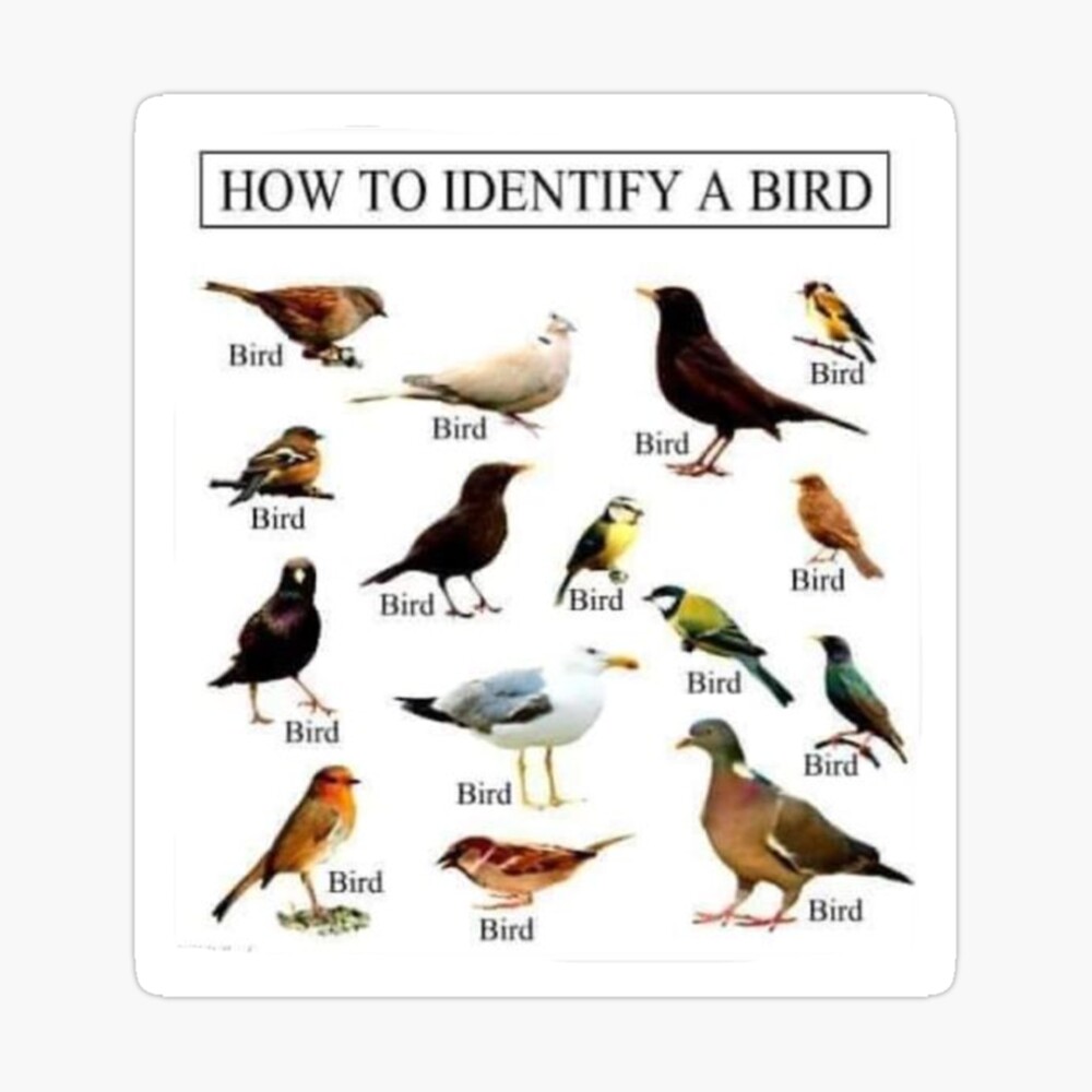 completo-nascita-ladro-bird-identification-poster-matematico