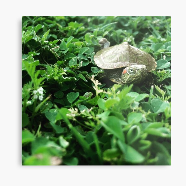 Baby Red Ear Slider Turtle  Metal Print