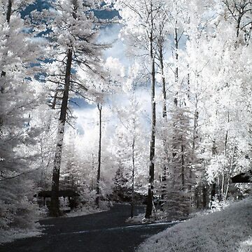 Artwork thumbnail, Infrared Summer View at Bearskin Lodge by char55116