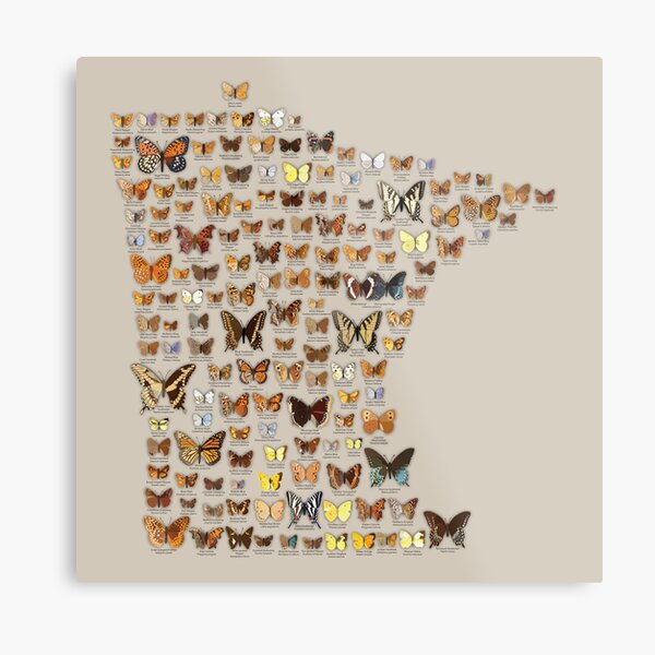 Butterflies of Minnesota Metal Print