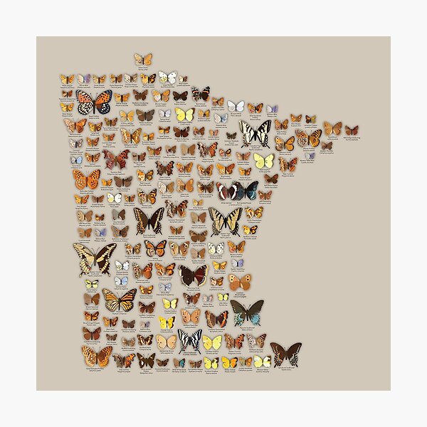 Butterflies of Minnesota Photographic Print