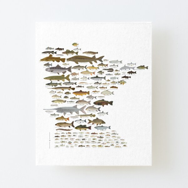 Wholesale Freshwater Fish Field Guide Art Print: Kentucky – Kate Dolamore  Art Wholesale