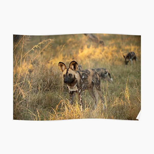 Posters Perros Salvajes Africanos Redbubble